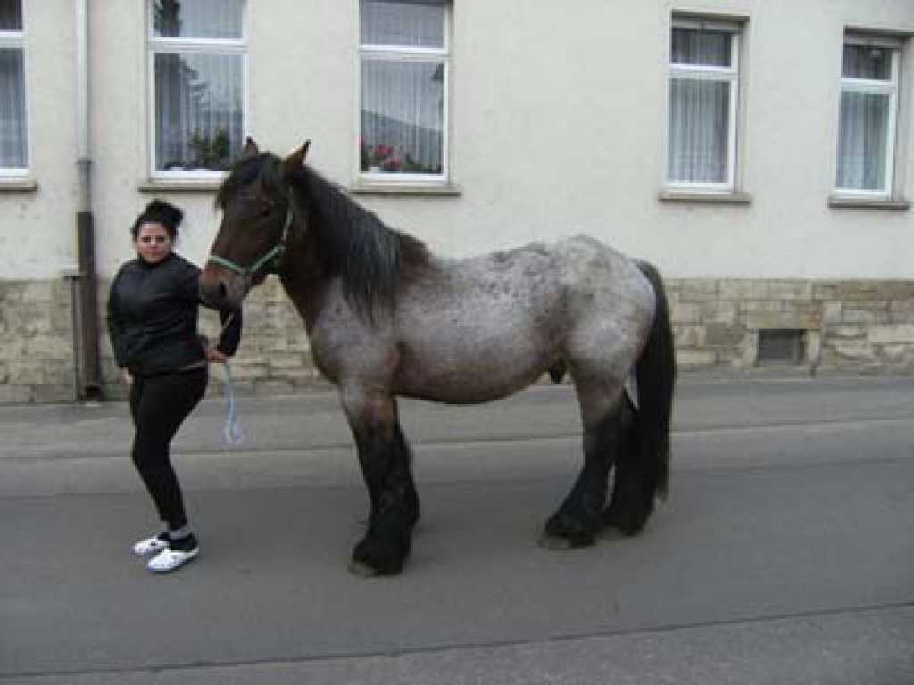 Rotschimmel-Kaltblutwallach - Ponys - Teuchern