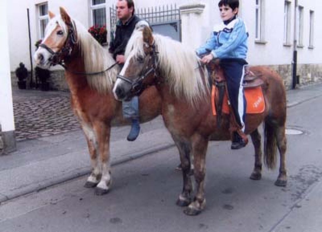 Schwere Haflinger - Ponys - Teuchern
