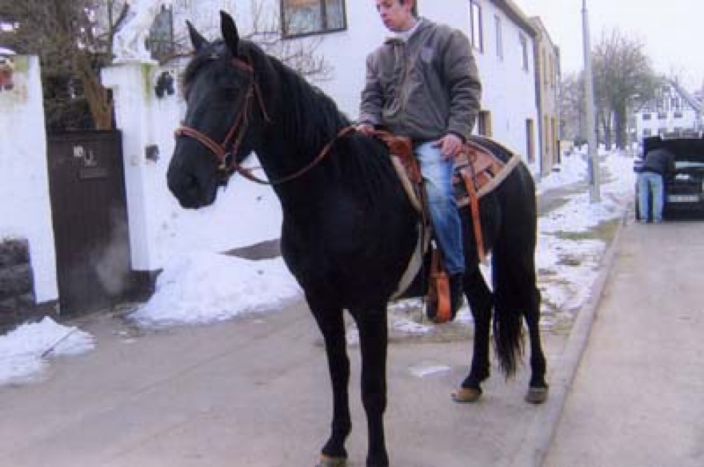 Friesen-Mix-Stute - Ponys - Teuchern