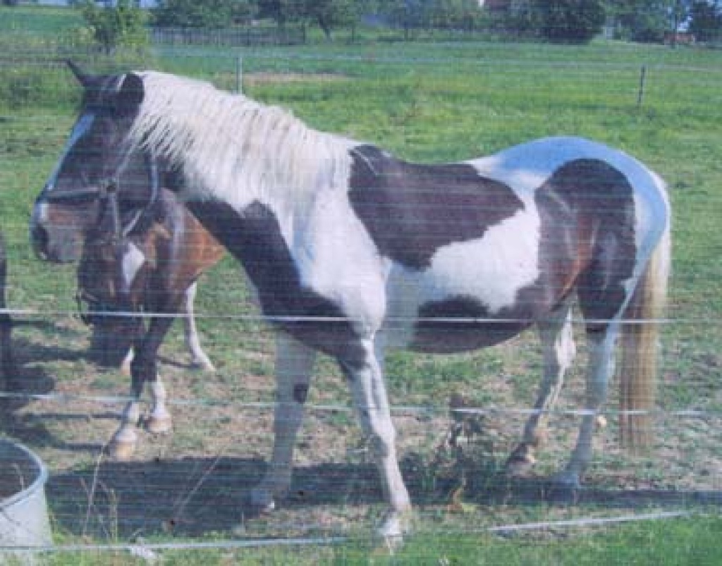 1 Braunscheckstute - Ponys - Teuchern