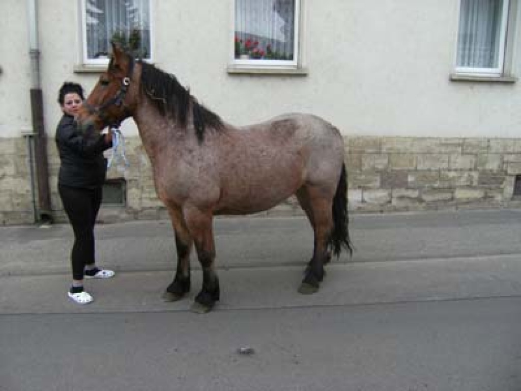 1 Rotschimmel - Kaltblutwallach - Ponys - Teuchern