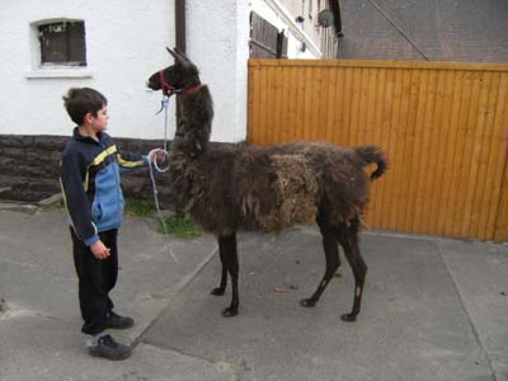 Braune Lama-Stute - Ponys - Teuchern