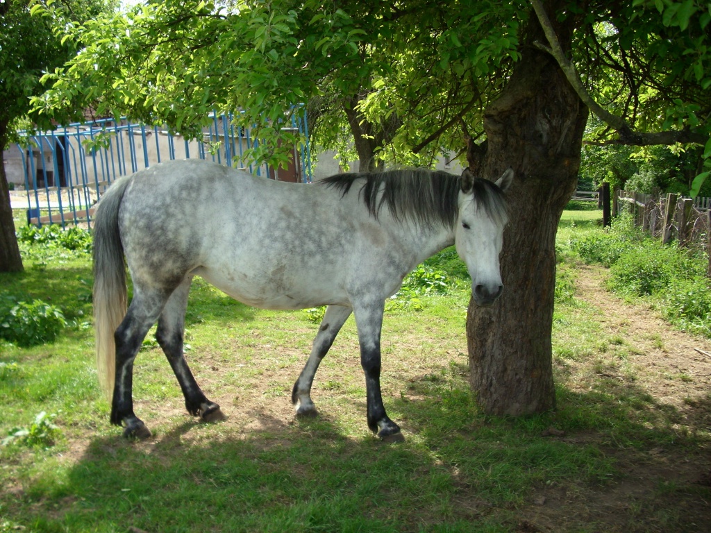 Schöne Schimmel Stute - Ponys - Eilenburg