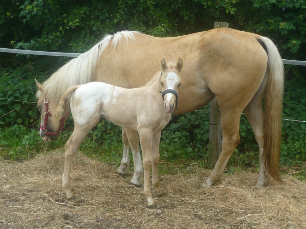 Palomino Hengst mit Sonderlackierung und top Stammbaum zu verkaufen! - Hengst - Senden
