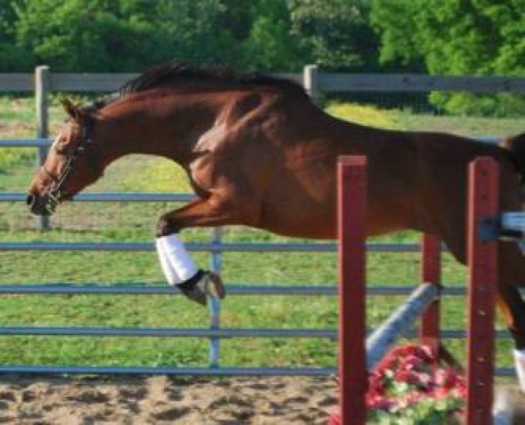 Stute Welsh Pferde (PILO) - Ponys - Münster