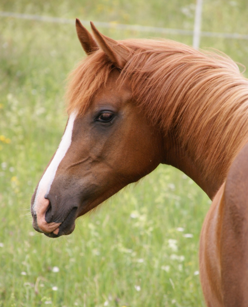 Araber-Partbred Stute, Fuchs - Stute - Trusetal