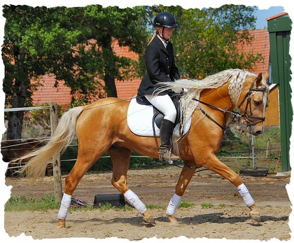 Traumhafter Araber -Partbred Goldpalomino deckt - Ponys - Rhauderfehn