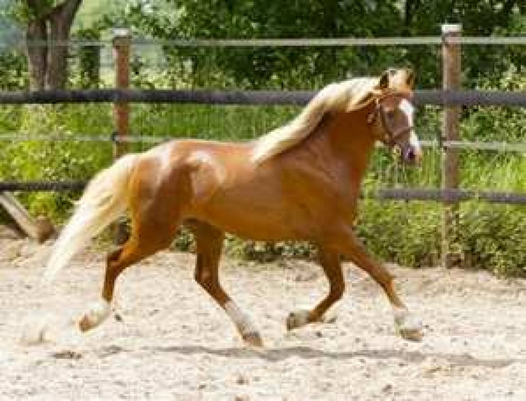 Walisische Pony zu verkaufen - Ponys - Marburg