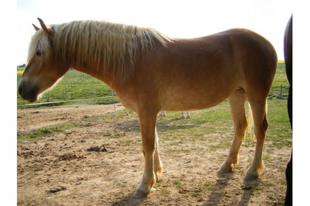 3jährige Haflingerstute  Frieda  ist 3 jahre alt - Ponys - Gütersloh