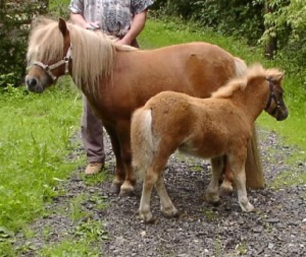 Mehrere Shetlandponystuten m.gutem papier - Ponys - Burgkunstadt