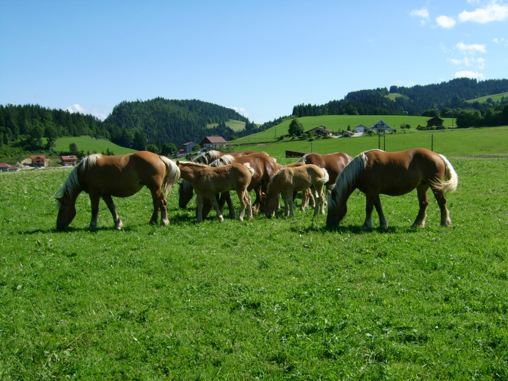 Kaltblut comtois - Grosspferde - les gras