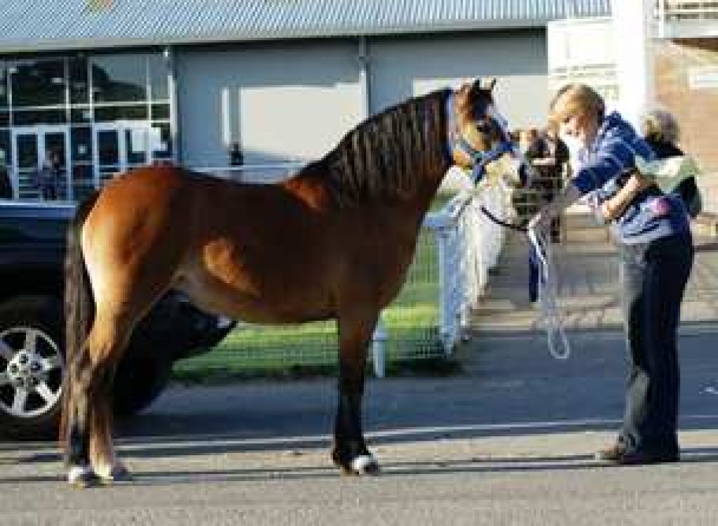 Welsh A Wallach 8jährig zu verkaufen - Ponys - Berlin