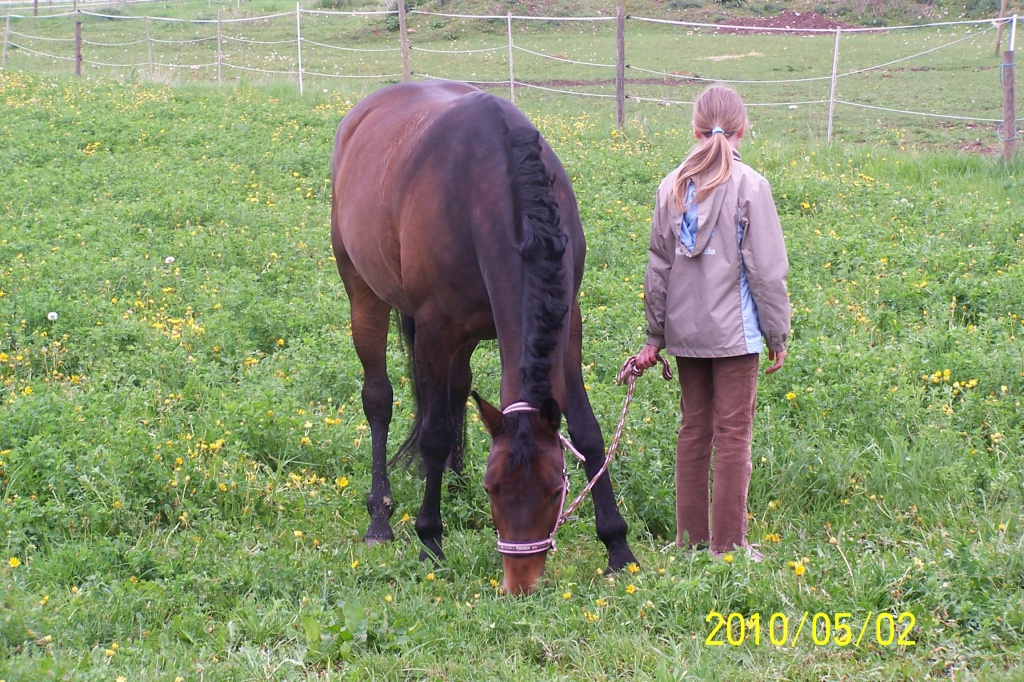 Suche Plegepferd!!! - Reitbeteiligung - Horb am Neckar