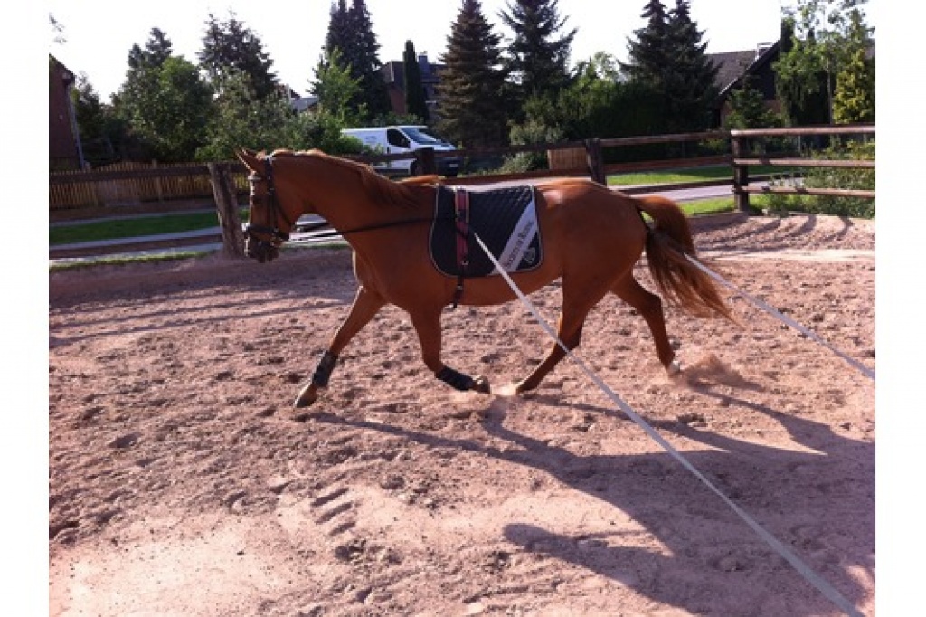 Charakterstarke Fuchsstute! - Grosspferde - Berlin