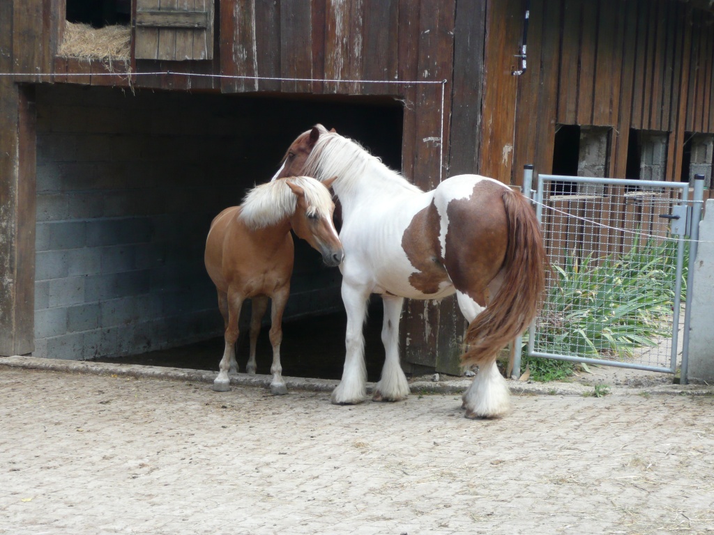 Reiterferien auf dem Schöllerhof in Horb a.N. - Reitferien - Horb am Neckar