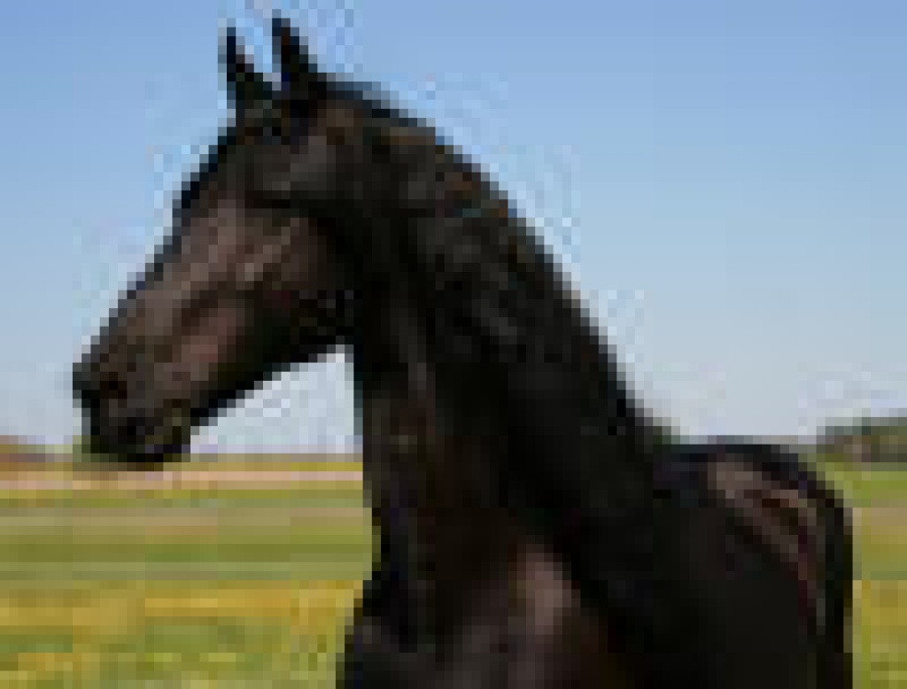 FRIESE STUTE - Stute - Kiel