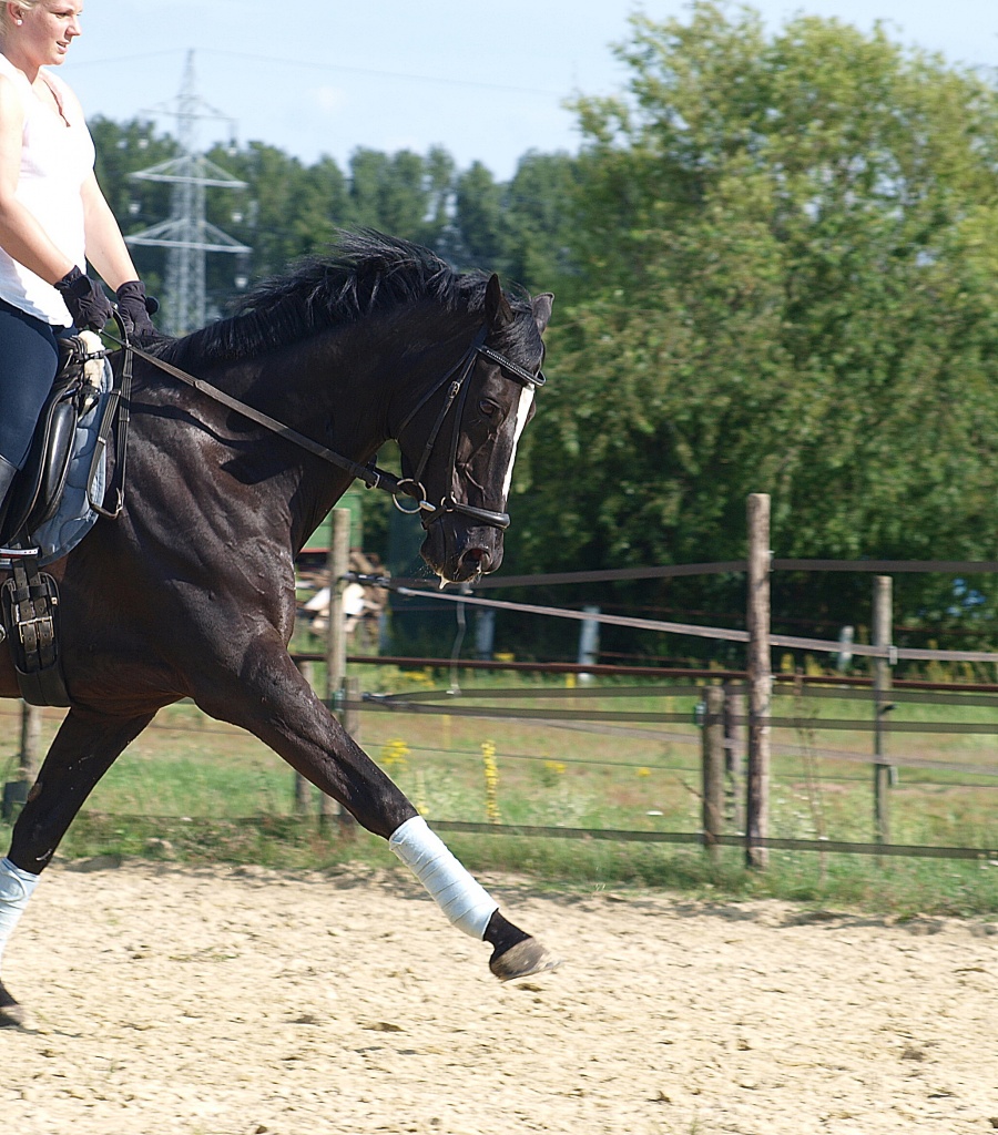 Dressur Pferd gesucht - Reitbeteiligung - Emmerich am Rhein