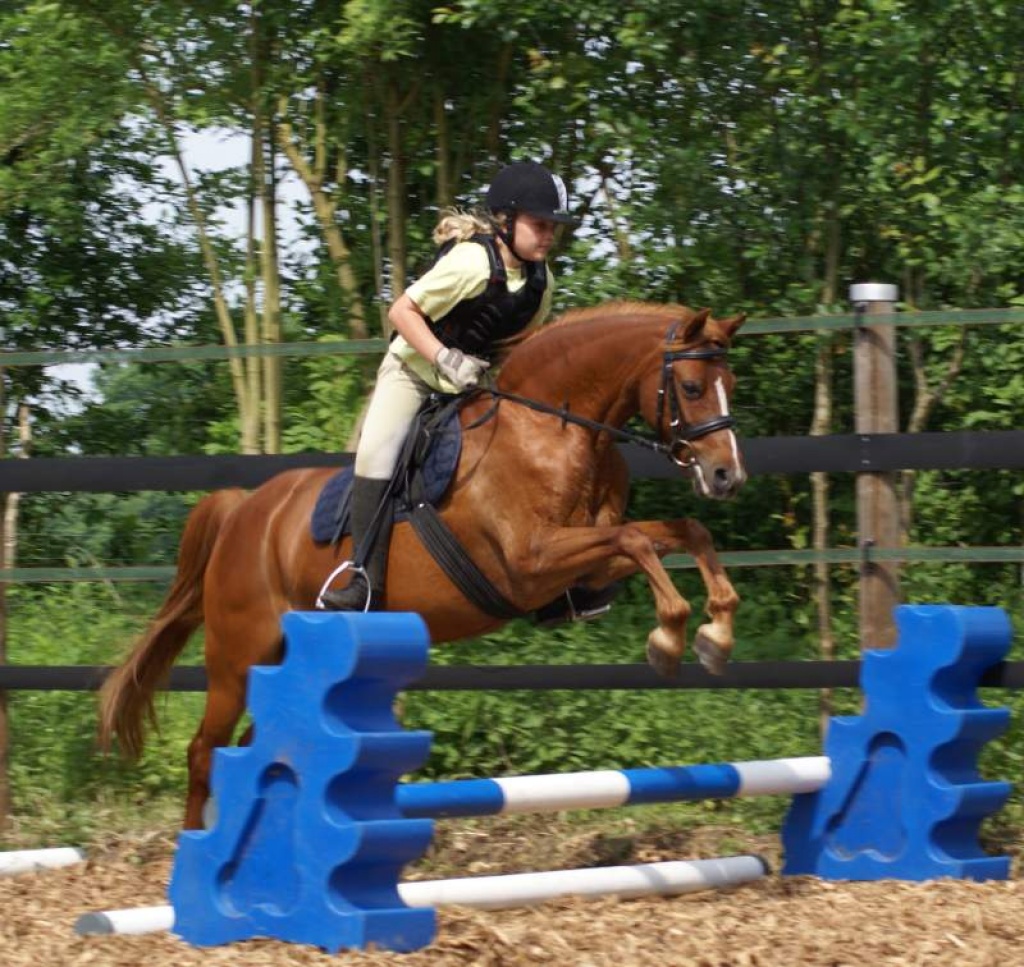 Wunderschönes Welsh B Pony ( wallache ) - Ponys - Hamburg