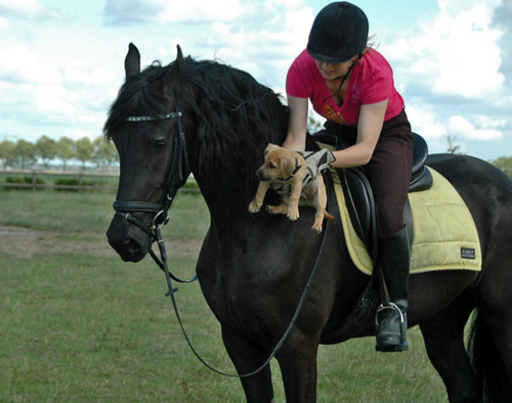 Friesen Pferd zu verkaufen - Ponys - Schwäbisch Gmünd