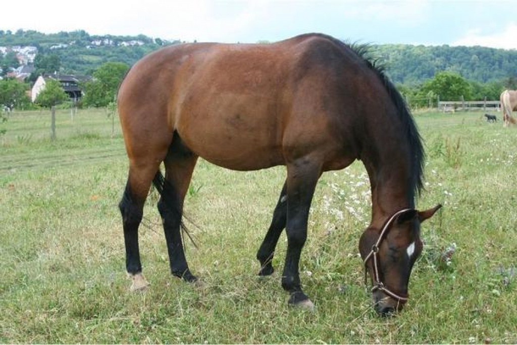 Top Dressurpferd 7- 8 j. Hannoveranerwallach - Grosspferde - Herzberg am Harz