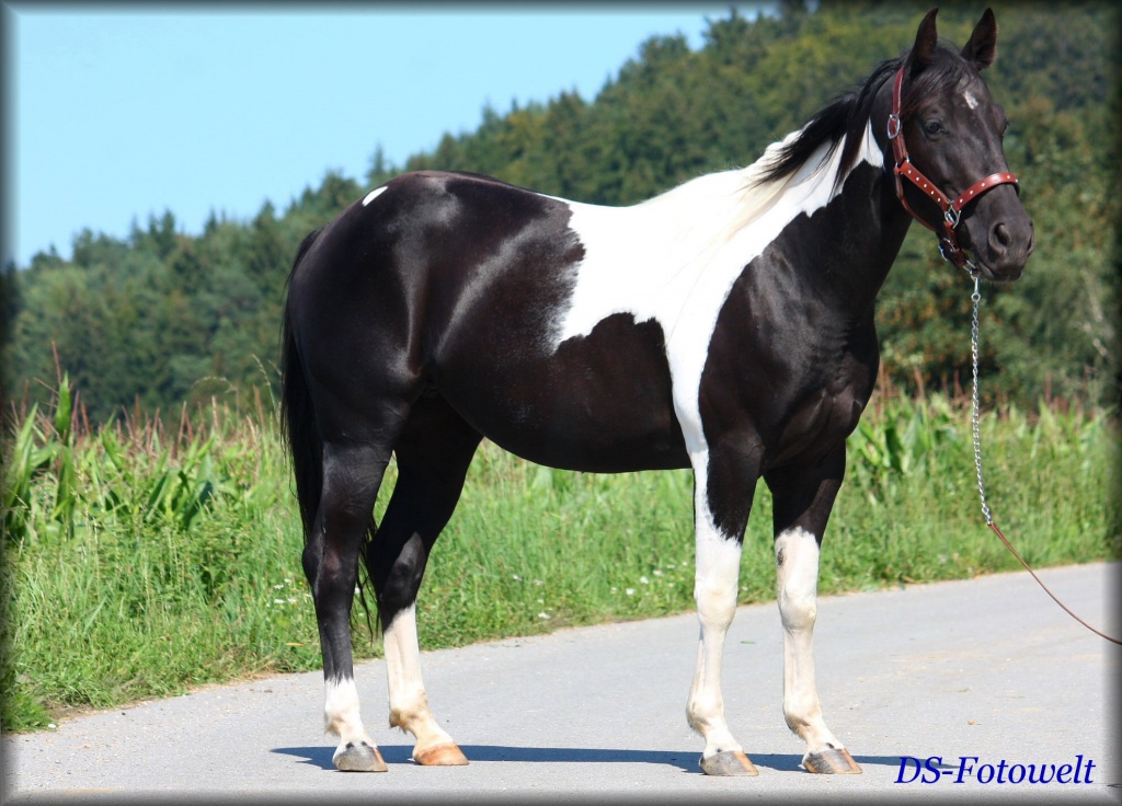 Black Tobiano Paint Horse Stute - Grosspferde - Stallwang
