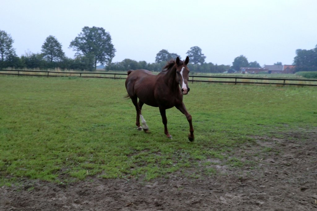 Ehrentuschstute tragend von Sir Heinrich - Grosspferde - Ahaus