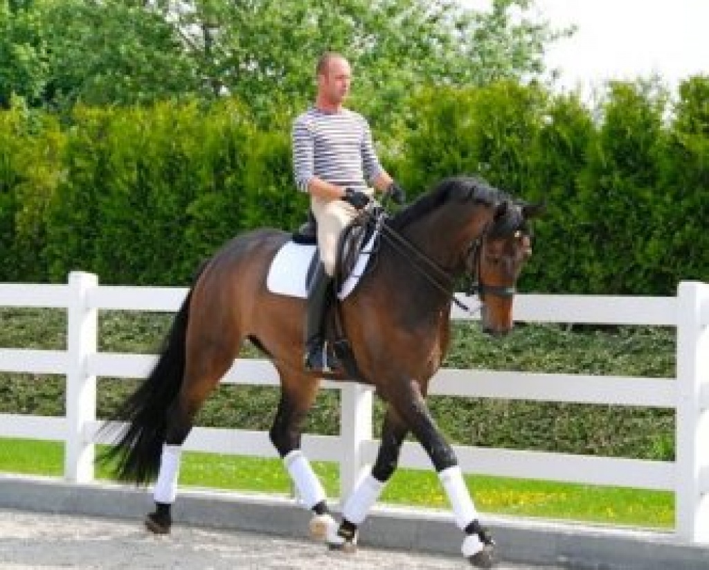 Hanoverian pferd verkaufen - Grosspferde - Ansbach