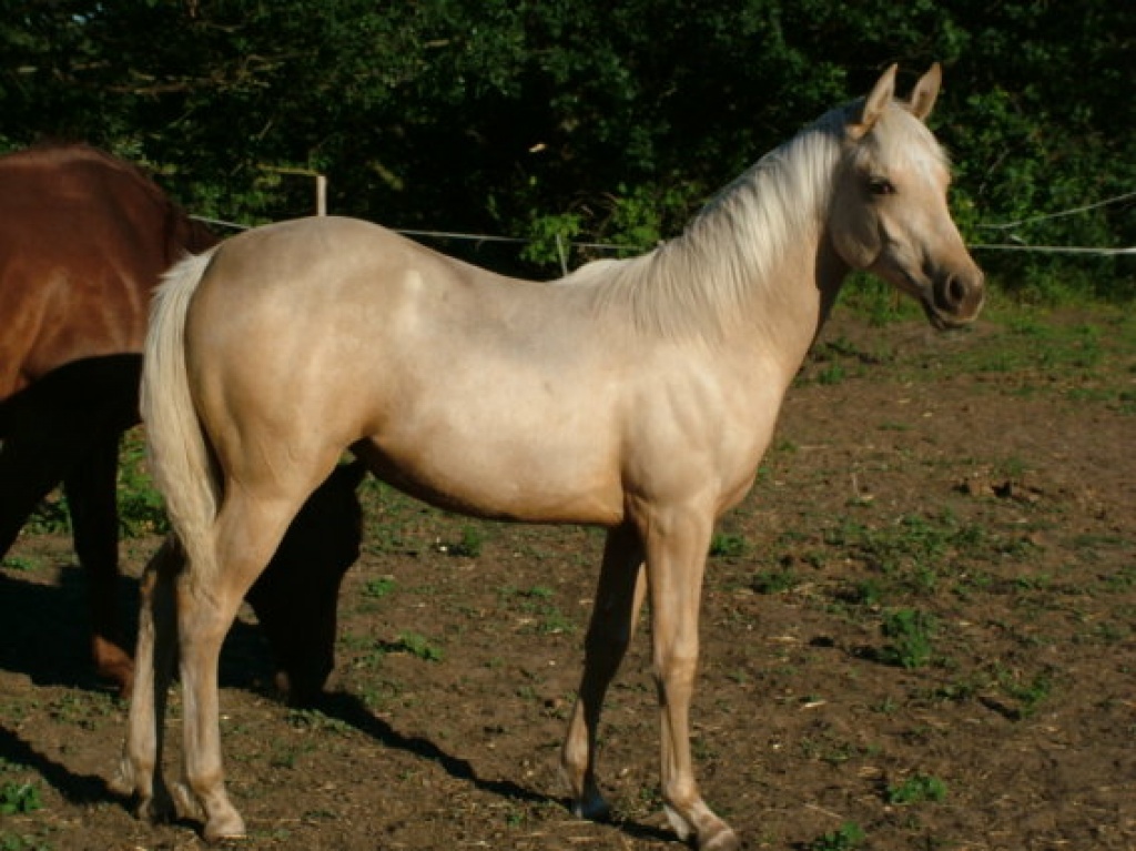 Wunderhübsche Quarabstute ( Quarter x Araber ) Palomino - Stute - Brahlstorf