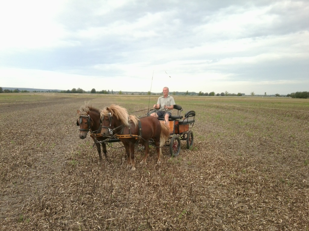 Passgespann - Ponys - Hecklingen