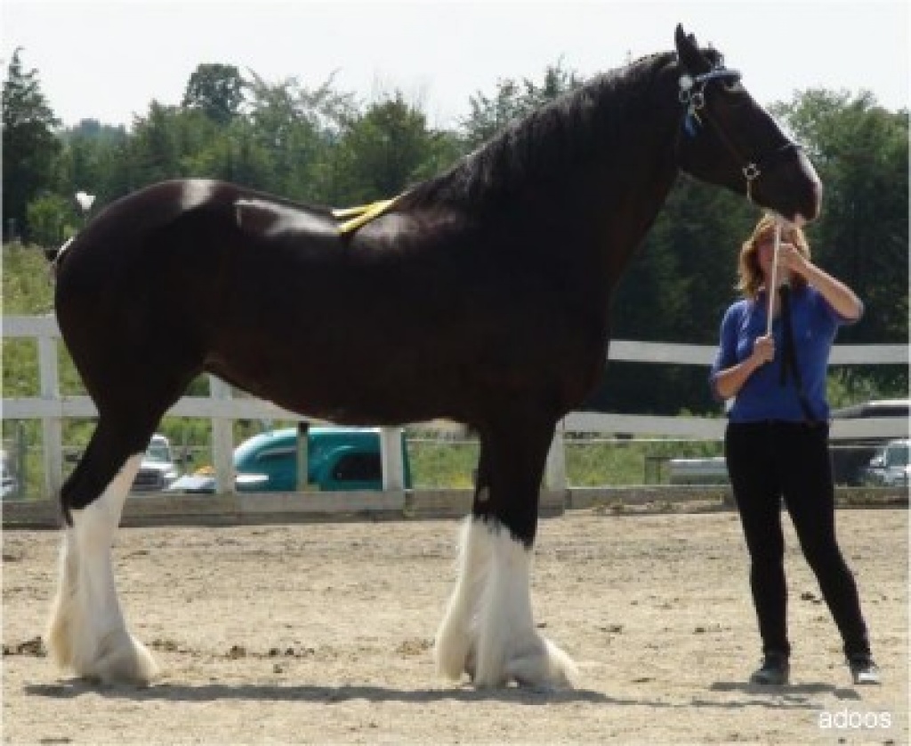 Deutsch Shire-Pferd (Stute) - Stute - Luxembourg
