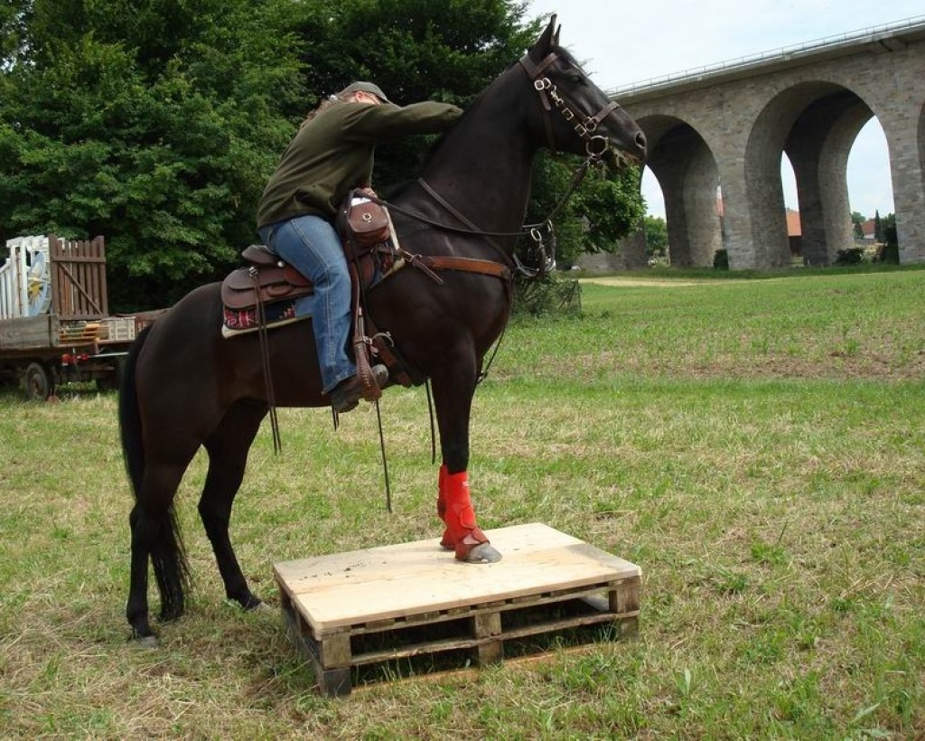 Reitbeteiligung auf Quarter Horse Wallach zu vergeben - Reitbeteiligung - Freising