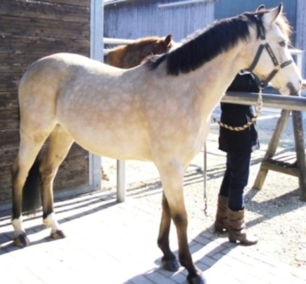 Deutsches Reitpony zu verkaufen - Ponys - Berlin
