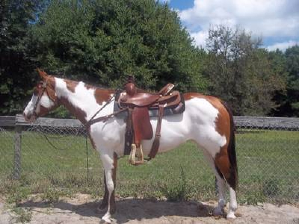Paint Horse Stute - Stute - Herten
