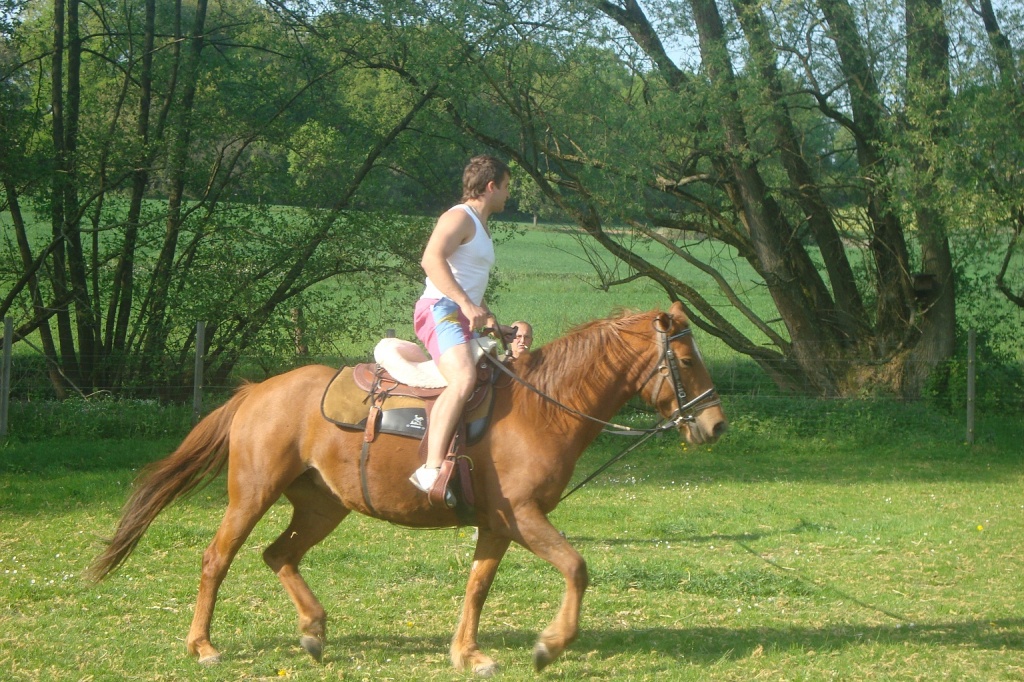 Fuchsstute und Pony Hengst  ohne Papiere - Stute - Fronhausen