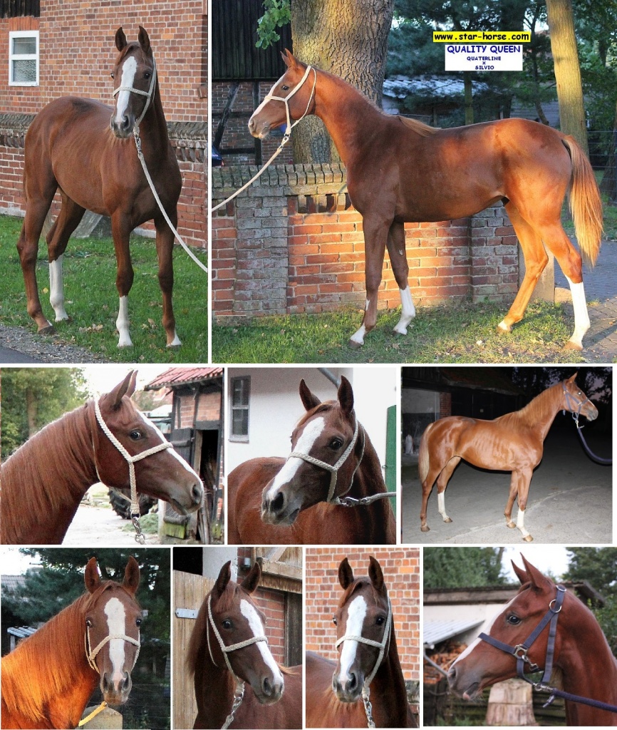 QUALITY QUEEN - TRAUM DRESSURSTUTE - Grosspferde - Nördl Hannover