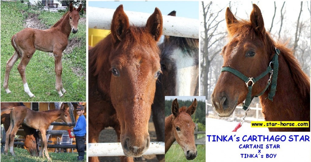TINKA s BOY - CARTANI - SPRING-NACHWUCHSCRACK - Wallach - Nördl Hannover
