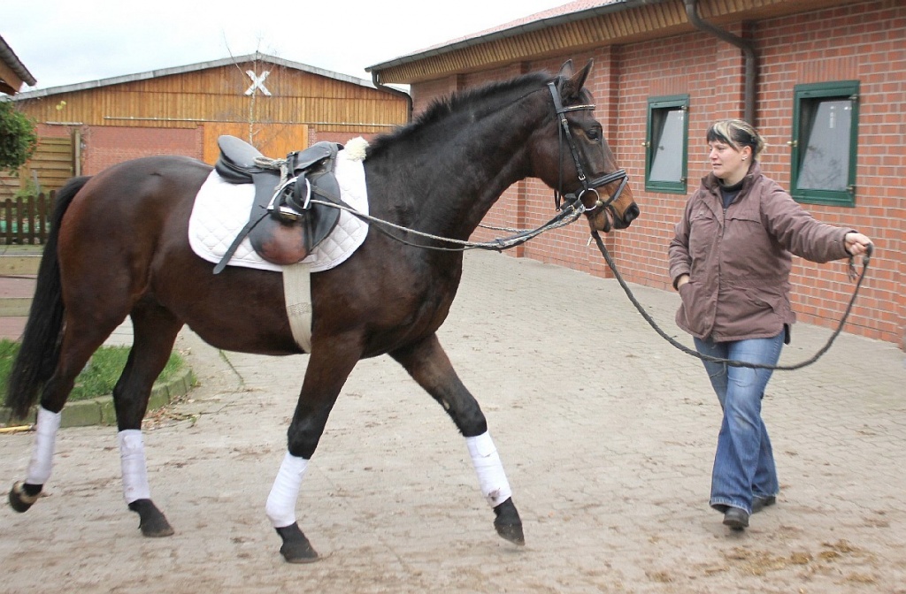 DREAM DRESSAGE - 157cm, 3J. - DRESSUR-Crack in klein - Ponys - Rethemer Fähre