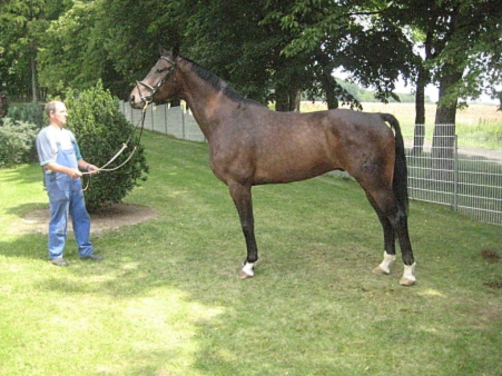 Hannoveraner Dressurwallach mit viel Potenzial ! - Grosspferde - Berlin