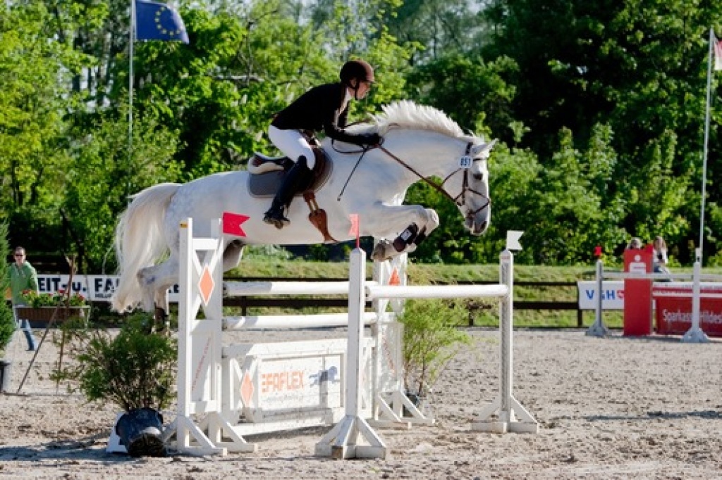 Schicke Stute mit bravem Charakter - Stute - Köln