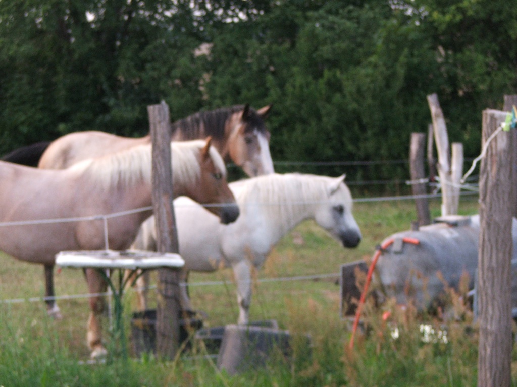 Suche Reitbeteiligung für 2 Therapiepferde - Reitbeteiligung - Ernsthof