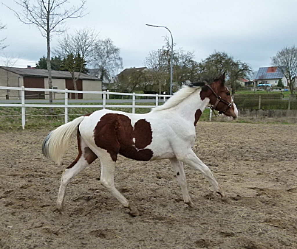 Beistellpony abzugeben ! - Beistellpferde - München