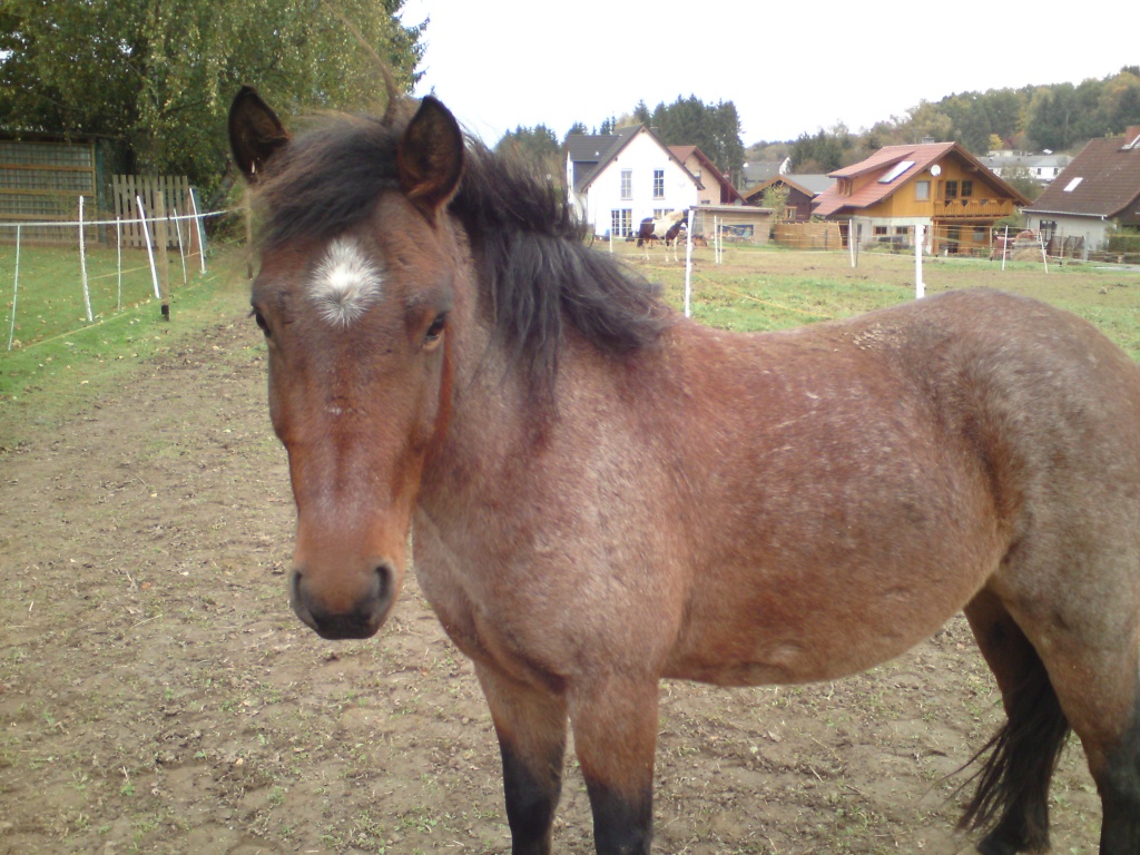 Lewitzer  Wallach - Ponys - Dierdorf