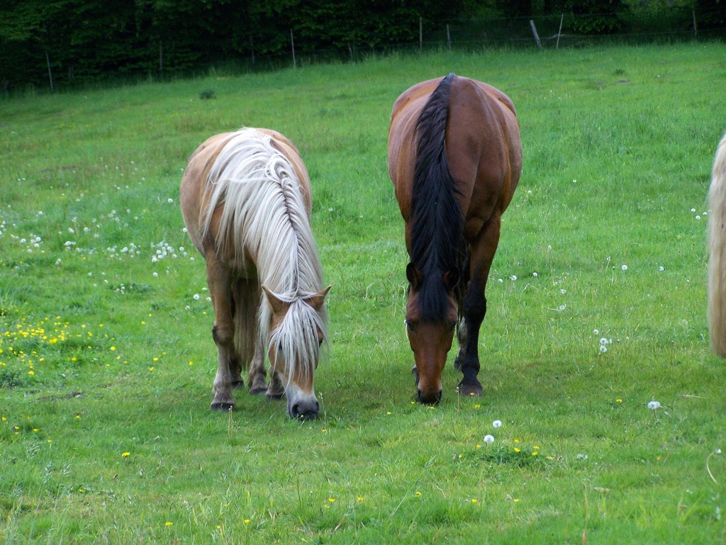 Offenstallplätze bei Lübeck frei, auch Rehe- und Rentnerpferde/ponys - Stallplatz - Lübeck