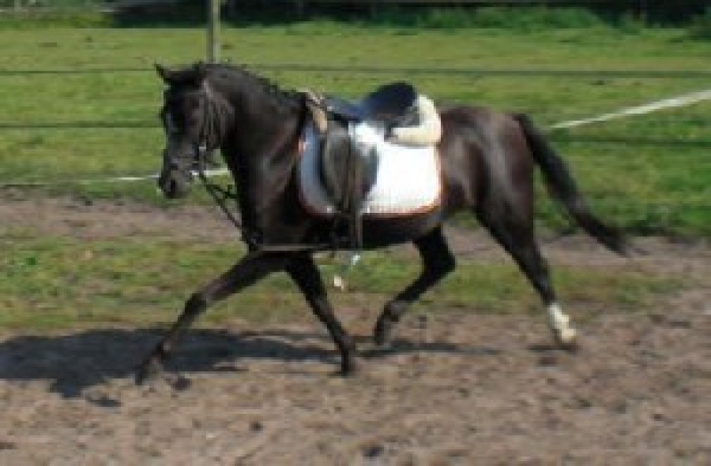 Welsh-B Stute - Ponys - Burgkunstadt