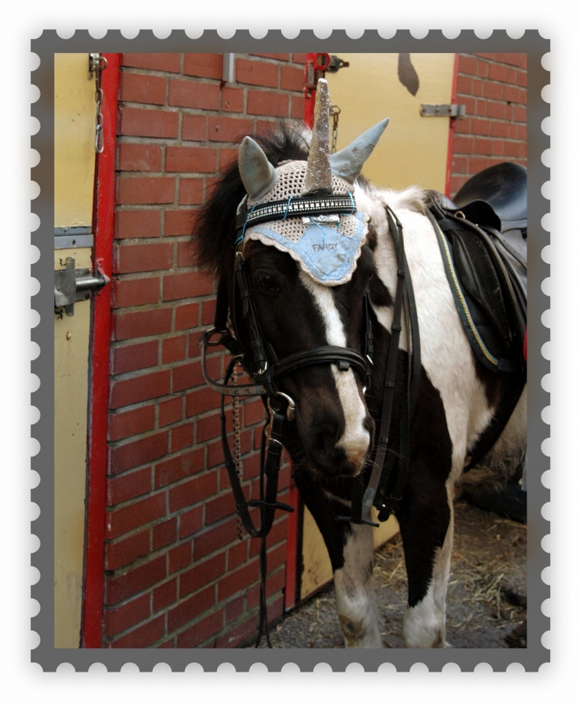 Erfahrene RB für liebes vielseitiges Pony gesucht - Reitbeteiligung - Werne