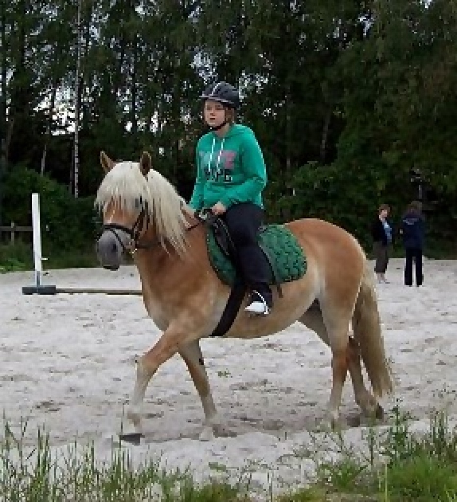Suche langfristige Reitbeteiligung - Reitbeteiligung - Herzogenrath