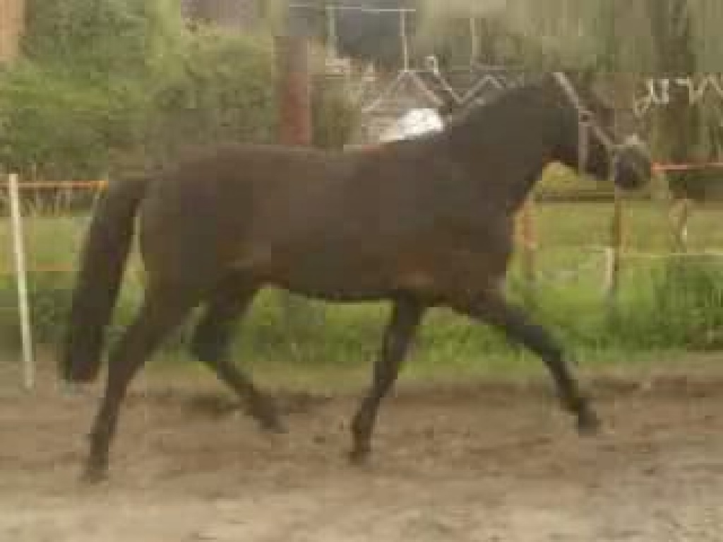 3-jähriger Reitpony-Mix-Hengst - Hengst - Neustadt Dosse