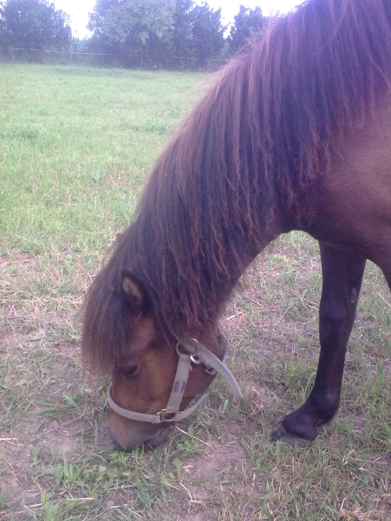 Reitponymix (2 Jahre alt) - Hengst - Neustadt Dosse