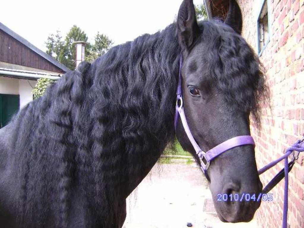 TRAUM-PFERD - Wallach - Wegberg
