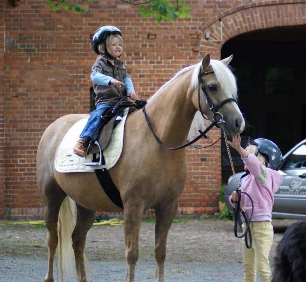 Welsh Pony - wallach, Stute. - Stute - Bremen